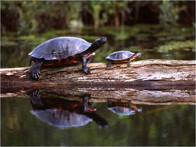 Turtles: Reptiles of the Lower Susquehanna River Watershed: Northern Red-bellied Cooter