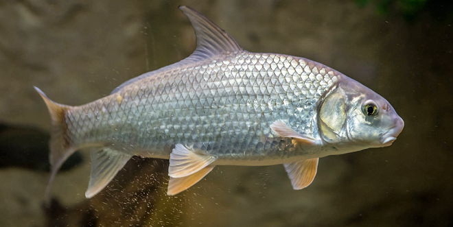 Fishes of the Lower Susquehanna River Watershed: Quillback