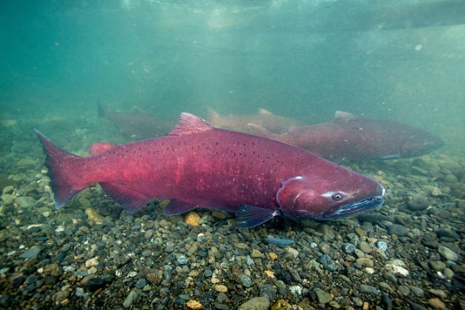 Fishes of the Lower Susquehanna River Watershed: Chinook Salmon