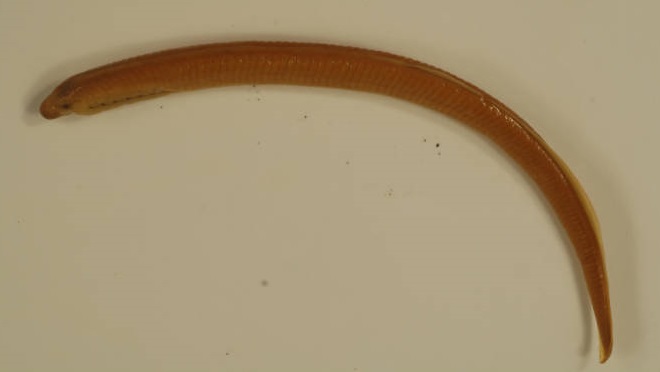 Fishes of the Lower Susquehanna River Watershed: Least Brook Lamprey