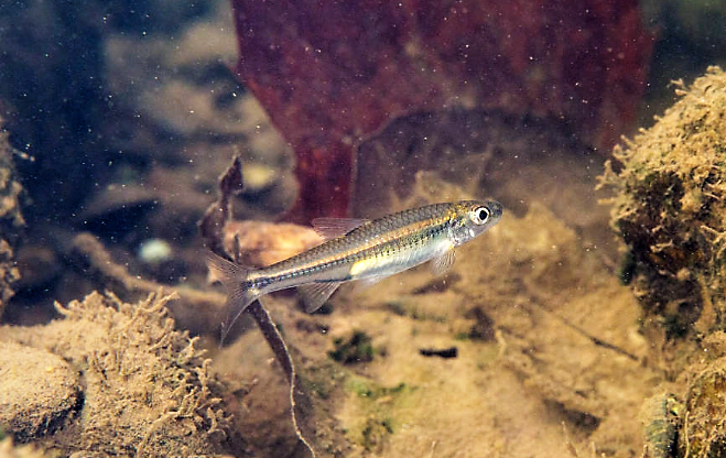 Fishes of the Lower Susquehanna River Watershed: Mimic Shiner