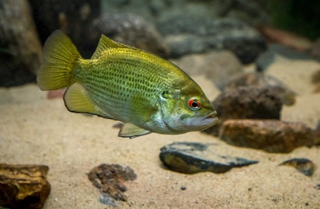 Fishes of the Lower Susquehanna River Watershed: Rock Bass