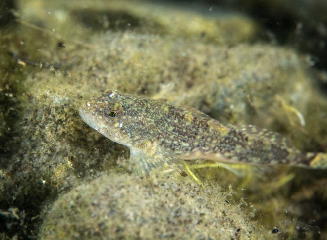 Fishes of the Lower Susquehanna River Watershed: Slimy Sculpin