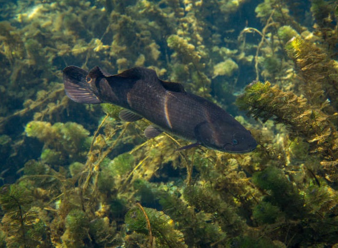 Fishes of the Lower Susquehanna River Watershed: Bowfin