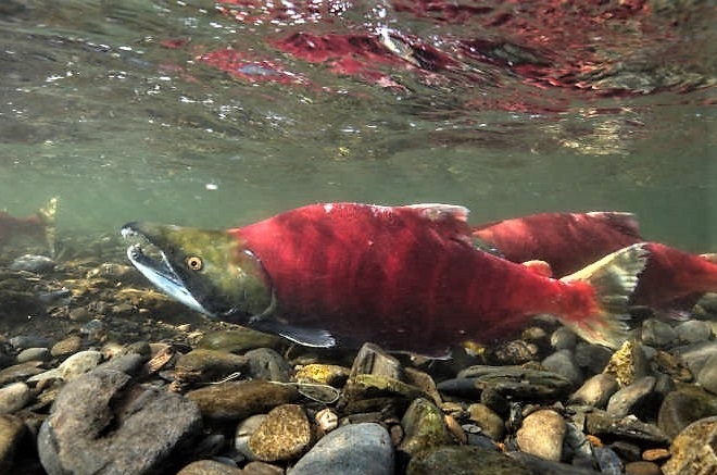 Fishes of the Lower Susquehanna River Watershed: Sockeye Salmon