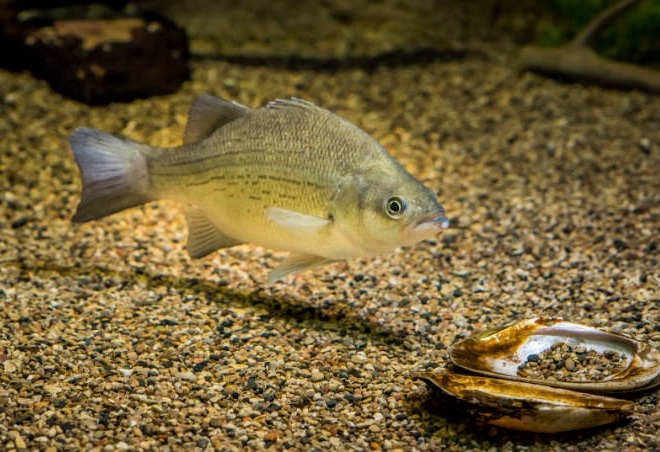 Fishes of the Lower Susquehanna River Watershed: White Bass