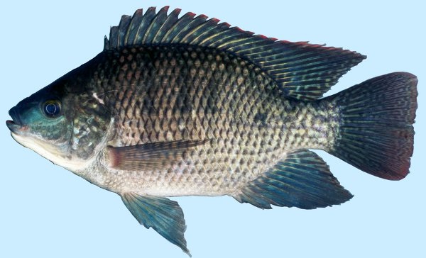 Fishes of the Lower Susquehanna River Watershed: Blue Tilapia