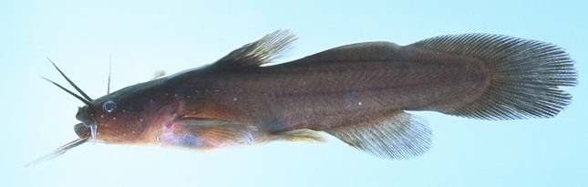 Fishes of the Lower Susquehanna River Watershed: Tadpole Madtom