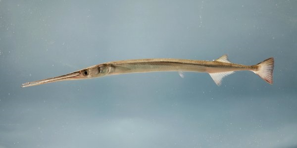 Fishes of the Lower Susquehanna River Watershed: Atlantic Needlefish