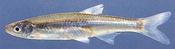 Fishes of the Lower Susquehanna River Watershed: Emerald Shiner