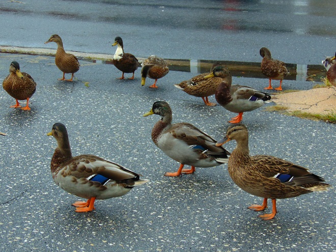 Birds/Waterfowl of Conewago Falls in the Lower Susquehanna River Watershed: domestic-type Mallards