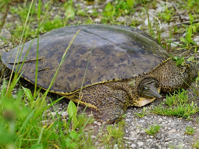 Turtles: Reptiles of the Lower Susquehanna River Watershed: Spiny Softshell