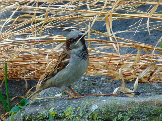 Birds of Conewago Falls in the Lower Susquehanna River Watershed: male House Sparrow