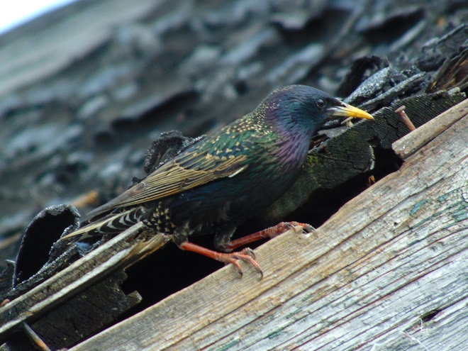 Birds of Conewago Falls in the Lower Susquehanna River Watershed: breeding alternate plumage European Starling