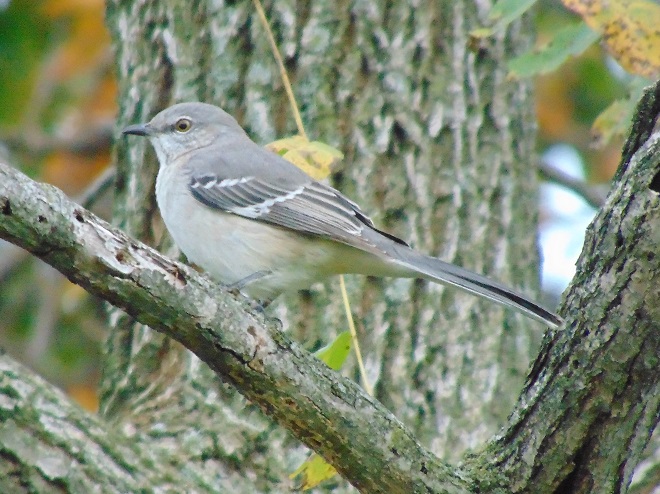 Birds of Conewago Falls in the Lower Susquehanna River Watershed: Northern Mockingbird