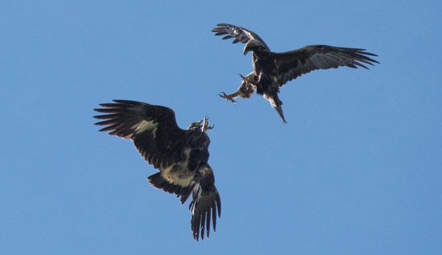 Comparison of Golden Eagles with Juvenile Remiges and Adult Remiges 