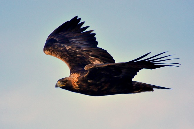 Lateral View of Golden Eagle Showing No White in Tail