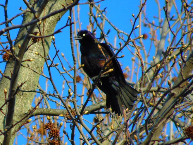 Birds of Conewago Falls in the Lower Susquehanna River Watershed: Common Grackle