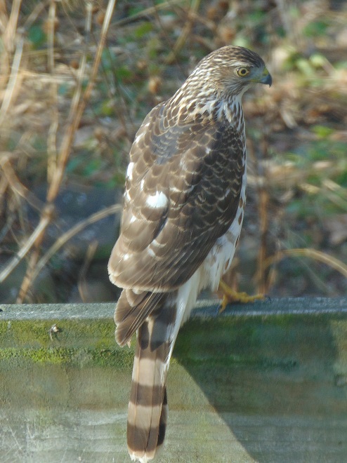 Raptor/Accipiter Identification: Cooper's Hawk