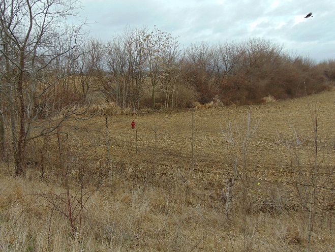 A fire hydrant in a corn field used for flushing water lines.
