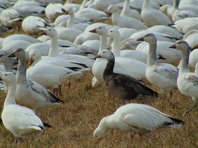 Birds/Waterfowl of Conewago Falls in the Lower Susquehanna River Watershed: Snow Geese 