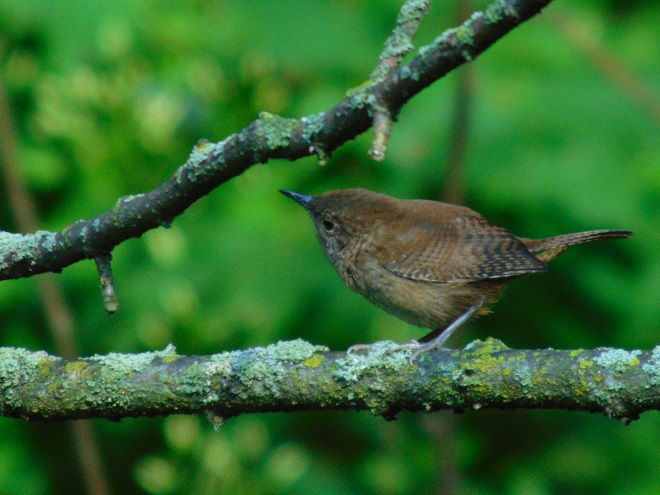 Birds of Conewago Falls in the Lower Susquehanna River Watershed: House Wren