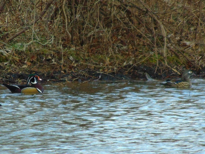 Birds/Waterfowl of Conewago Falls in the Lower Susquehanna River Watershed: Wood Ducks