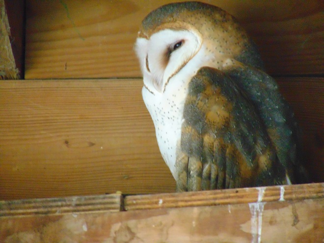 Birds of Conewago Falls in the Lower Susquehanna River Watershed: Barn Owl