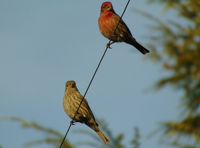 Birds of Conewago Falls in the Lower Susquehanna River Watershed: House Finches