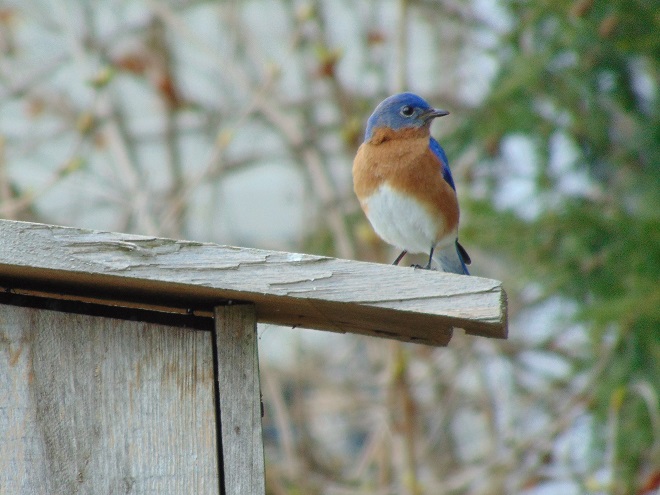 Birds of Conewago Falls in the Lower Susquehanna River Watershed: male Eastern Bluebird