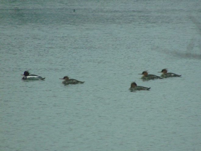 Birds/Waterfowl of Conewago Falls in the Lower Susquehanna River Watershed: Red-breasted Mergansers