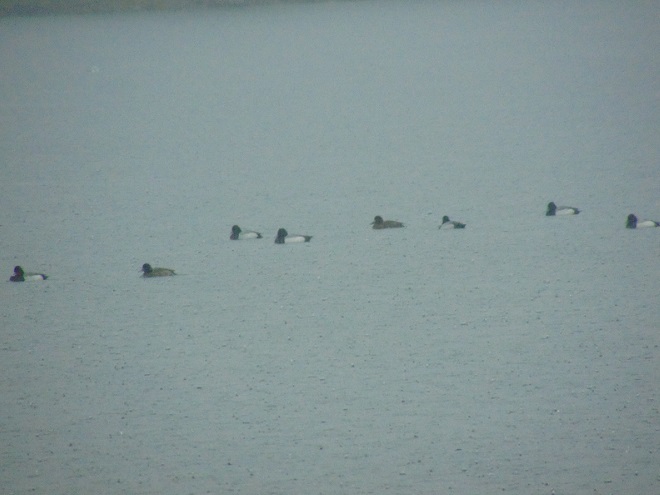 Birds/Waterfowl of Conewago Falls in the Lower Susquehanna River Watershed: Scaup species