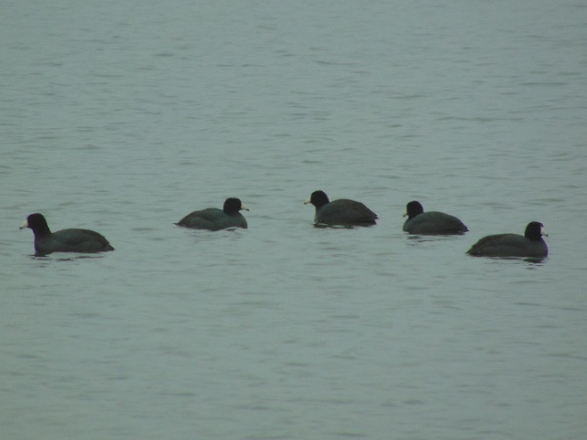 Birds of Conewago Falls in the Lower Susquehanna River Watershed: American Coots