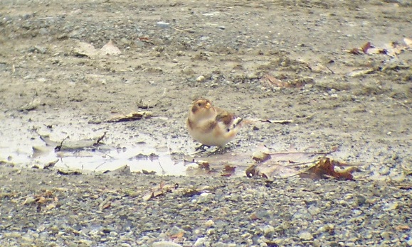 Birds of Conewago Falls in the Lower Susquehanna River Watershed: Snow Bunting
