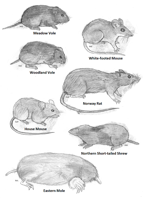 Mammals of the Lower Susquehanna River Watershed: Common Small Mammals