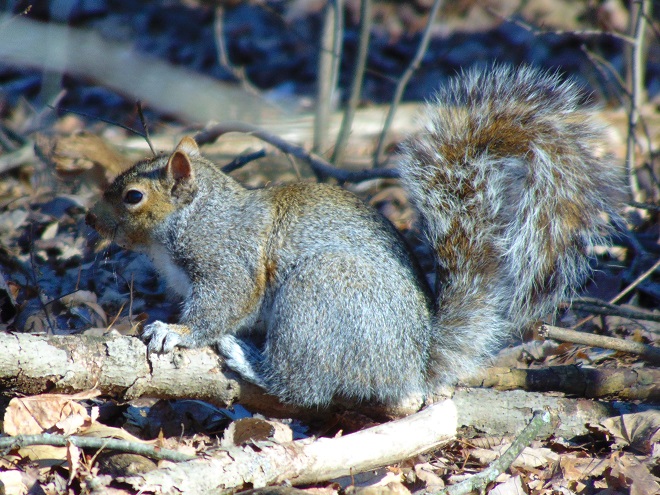Mammals of the Lower Susquehanna River Watershed: Eastern Gray Squirrel