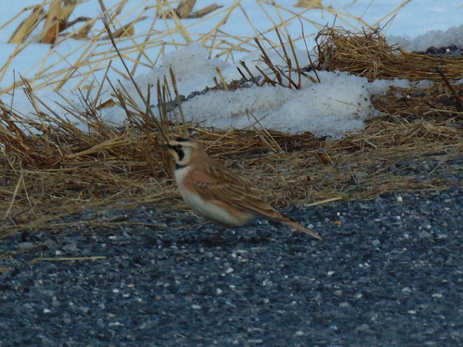 Birds of Conewago Falls in the Lower Susquehanna River Watershed: Horned Lark