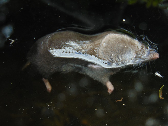 Mammals of the Lower Susquehanna River Watershed: Northern Short-tailed Shrew