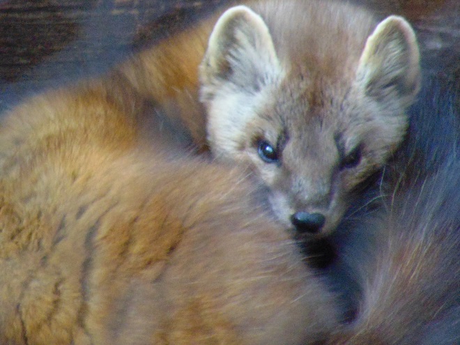 Mammals of the Lower Susquehanna River Watershed: Pine Marten