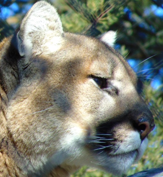 Mammals of the Lower Susquehanna River Watershed: Cougar/Mountain Lion