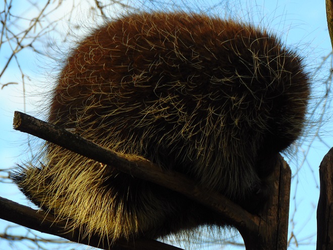Mammals of the Lower Susquehanna River Watershed: North American Porcupine