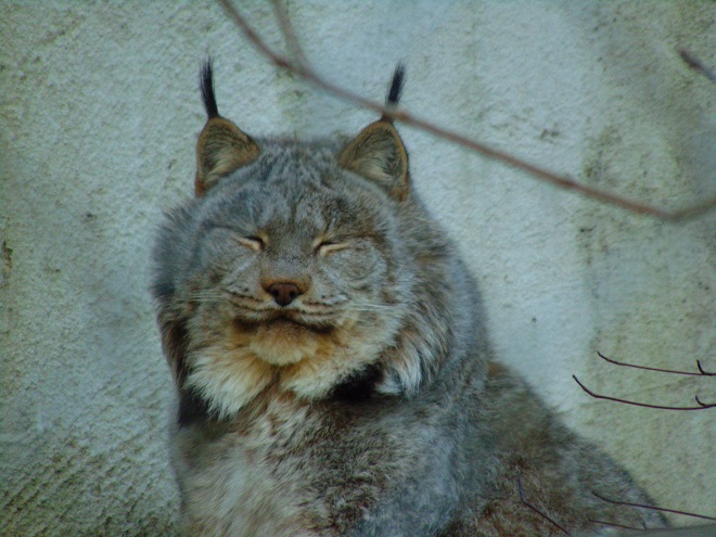 Mammals of the Lower Susquehanna River Watershed: Lynx