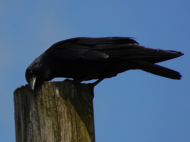 Birds of Conewago Falls in the Lower Susquehanna River Watershed: Fish Crow