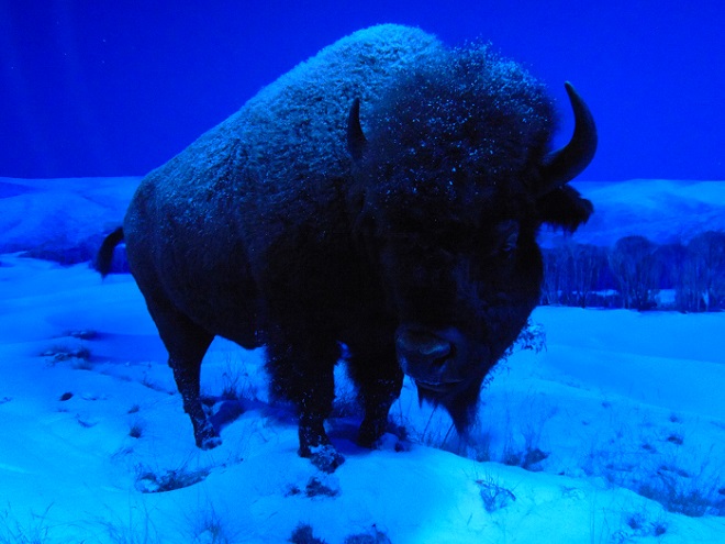 Mammals of the Susquehanna River Watershed: American Bison