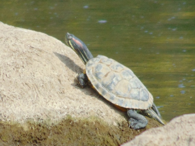 Turtles: Reptiles of the Lower Susquehanna River Watershed: Red-eared Slider