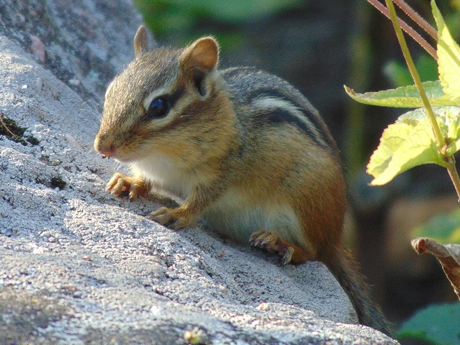 Mammals of the Lower Susquehanna River Watershed: Eastern Chipmunk