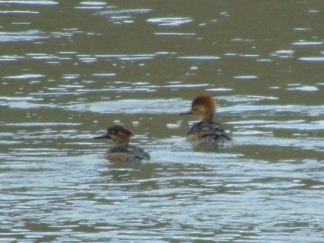 Birds/Waterfowl of Conewago Falls in the Lower Susquehanna River Watershed: Hooded Mergansers