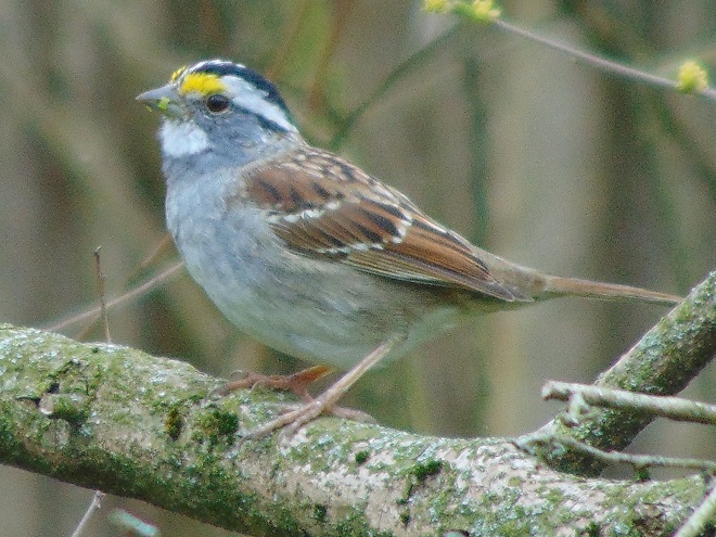 Birds of Conewago Falls in the Lower Susquehanna River Watershed: White-throated Sparrow white-striped morph