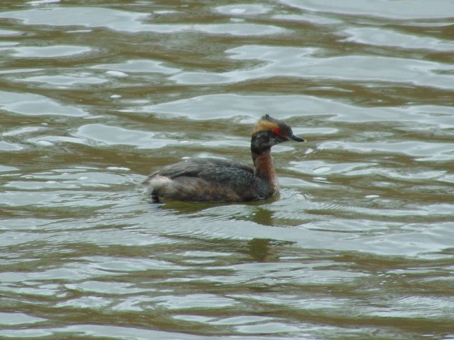 Birds of Conewago Falls in the Lower Susquehanna River Watershed: Horned Grebe