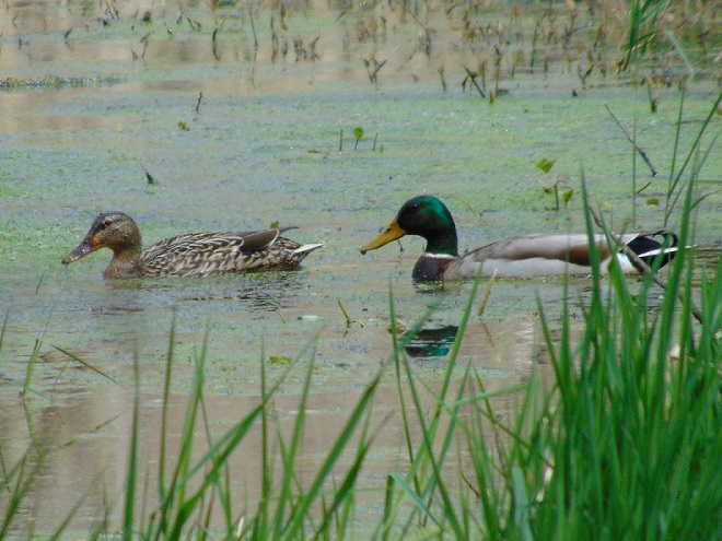 Birds/Waterfowl of Conewago Falls in the Lower Susquehanna River Watershed: Mallards